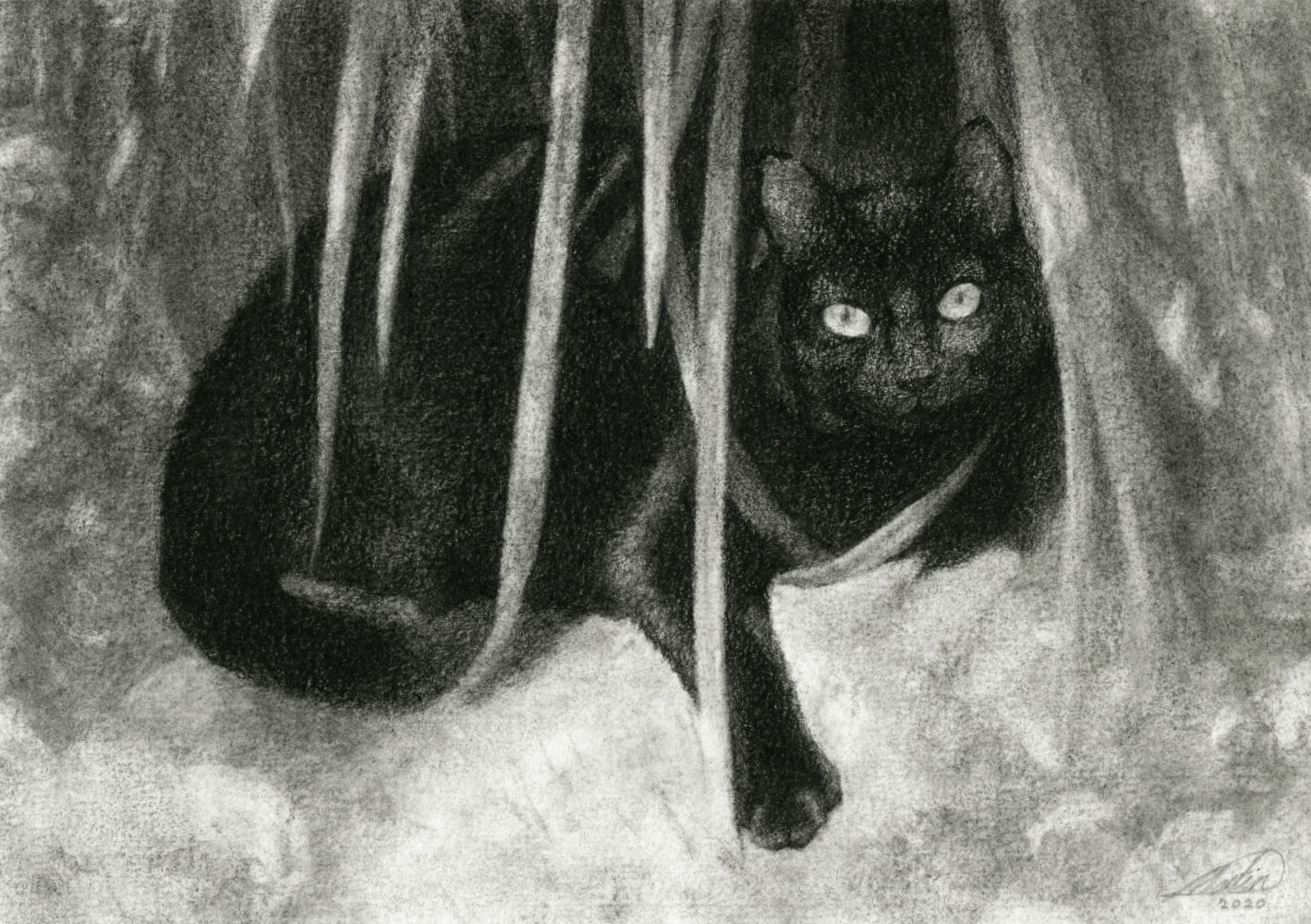 Cat Drawing in Charcoal on Paper, by Artist & Illustrator James Martin
